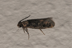 Niditinea fuscella