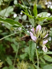 Eucera gracilipes