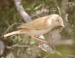 Curruca deserti
