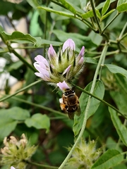 Eucera gracilipes
