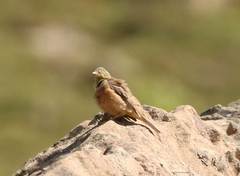 Emberiza hortulana