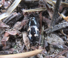 Glischrochilus quadriguttatus