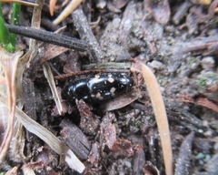 Glischrochilus quadriguttatus