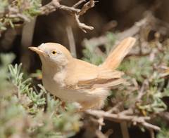 Curruca deserti
