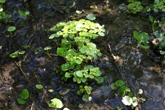 Chrysosplenium alternifolium