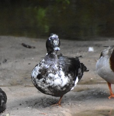 Anas platyrhynchos domesticus