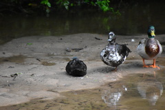 Anas platyrhynchos domesticus