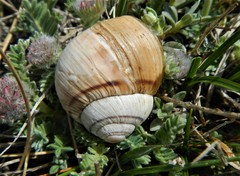 Helix ligata