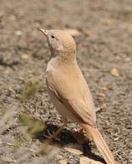 Curruca deserti