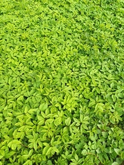 Aegopodium podagraria