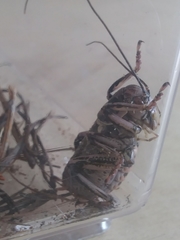 Cyphoderris