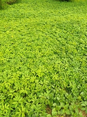 Aegopodium podagraria