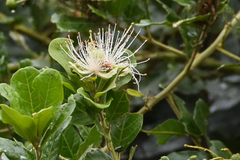Capparis tomentosa