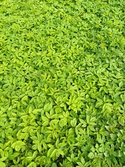 Aegopodium podagraria