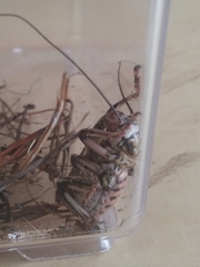 Cyphoderris