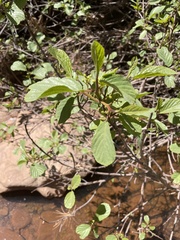 Frangula betulifolia