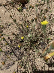 Rigiopappus leptocladus