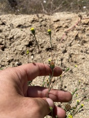 Rigiopappus leptocladus