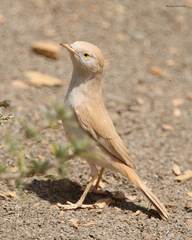 Curruca deserti