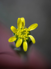 Rigiopappus leptocladus