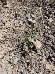 Cymopterus longipes