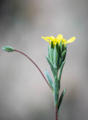 Rigiopappus leptocladus