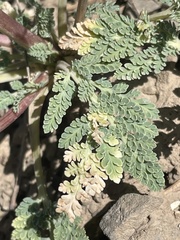 Cymopterus longipes