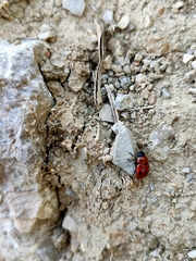 Gonioctena