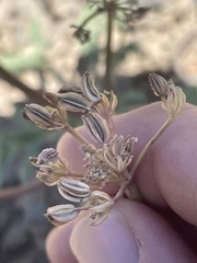 Cymopterus longipes