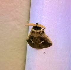 Podalia intermaculata