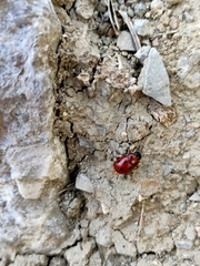 Gonioctena