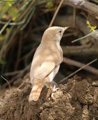 Curruca deserti