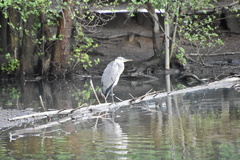 Ardea cinerea