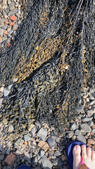 Ascophyllum nodosum