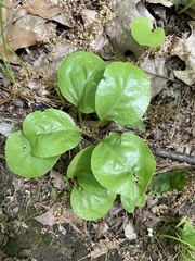 Pyrola elliptica