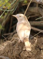 Curruca deserti