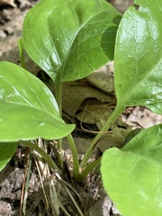 Pyrola elliptica