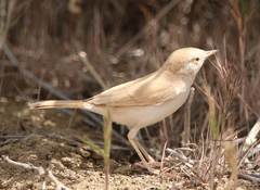 Curruca deserti