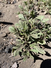 Allophyllum integrifolium