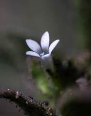Allophyllum integrifolium