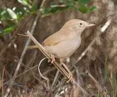 Curruca deserti