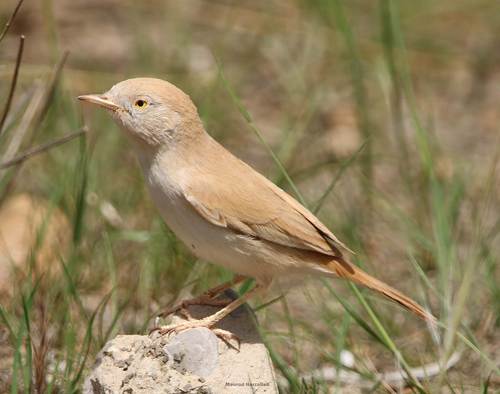 Curruca sahariana (Curruca deserti)