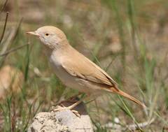 Curruca deserti