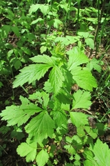 Geum urbanum