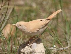 Curruca deserti