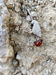 Gonioctena