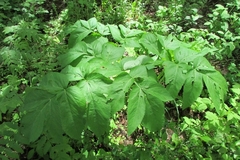 Angelica archangelica