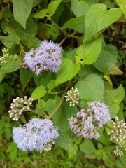 Aristeguietia lamiifolia