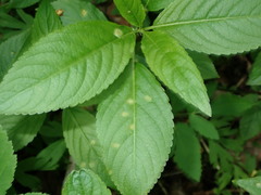 Melampsora rostrupii