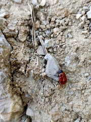 Gonioctena